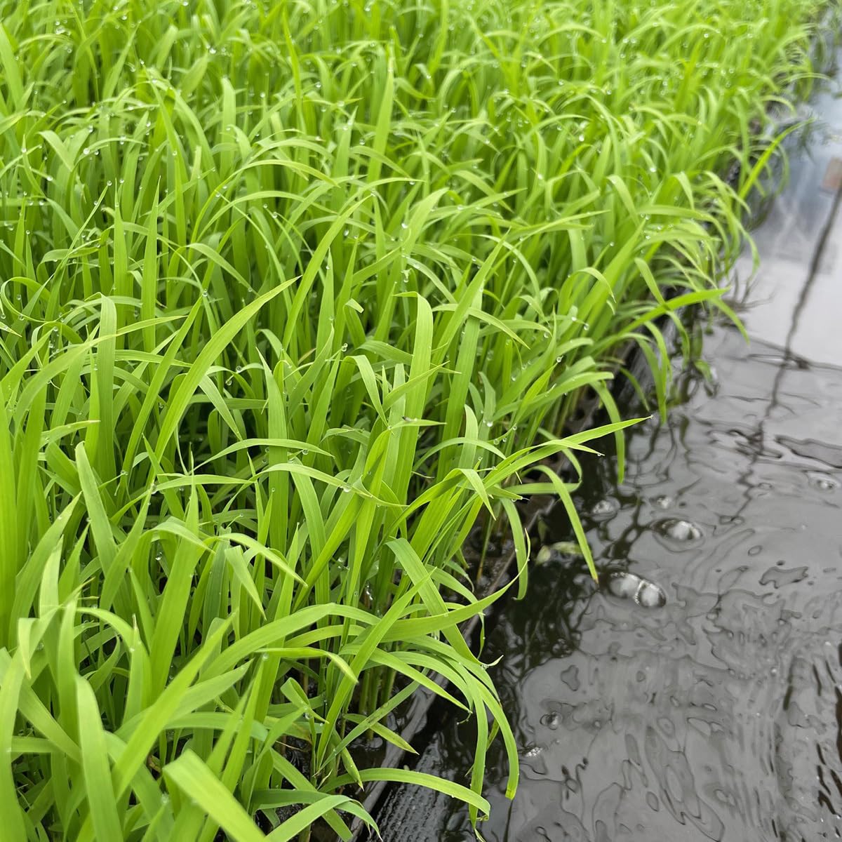 Amazon｜しめ縄 2尺 中太〆 鼓胴型 両〆 神棚用（御幣付き）｜しめ縄